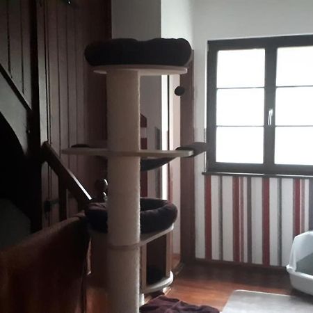 Private Room In Our Home With Free Vvo Ticket & Cats Pirna Luaran gambar