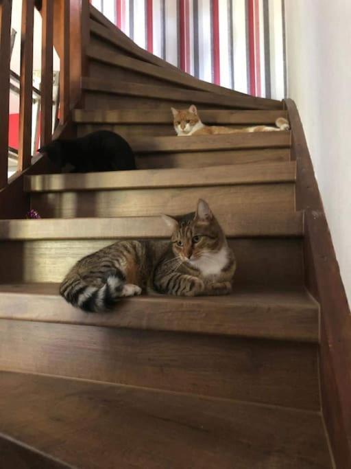 Private Room In Our Home With Free Vvo Ticket & Cats Pirna Luaran gambar
